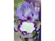 Iris germanica Chinquanq 205,3�. 3��..jpg