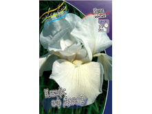Iris germanica Cliffs Of Dover 205,3�. 3��..jpg