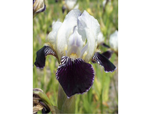 Iris germanica Consumation 205,3�. 3��..jpg