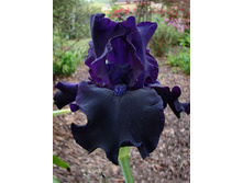 Iris germanica Darkness 205,3�. 3��..jpg