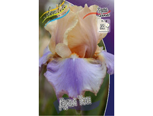 Iris germanica Dual Tone 205,3�. 3��..jpg