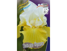 Iris germanica Echo De France 205,3�. 3��..jpg