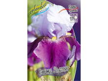 Iris germanica Emma Louise 205,3�. 3��..jpg