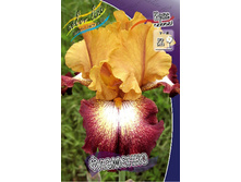 Iris germanica Flamenco 205,3�. 3��..jpg
