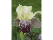 Iris germanica Flaming Dragon 205,3�. 3��..jpg