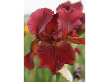 Iris germanica Fort Apache 205,3�. 3��..jpg