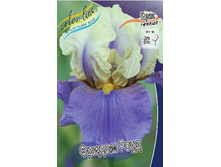 Iris germanica Freedom Road 205,3�. 3��..jpg