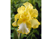 Iris germanica Fringe of Gold 205,3�. 3��..jpg