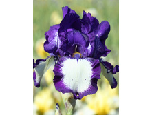 Iris germanica Gilvey 205,3�. 3��..jpg