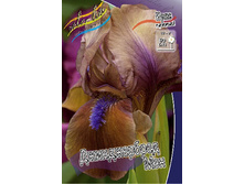 Iris germanica Gingerbread Man 205,3�. 3��..jpg