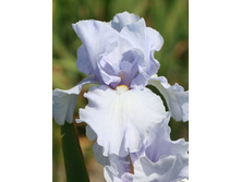 Iris germanica Go Man Go 205,3�. 3��..jpg