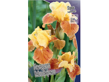 Iris germanica Golden Muffin 205,3�. 3��..jpg