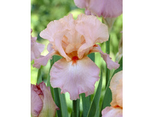 Iris germanica Goodbye Heart 205,3�. 3��..jpg