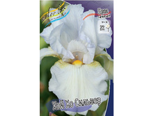 Iris germanica High Ho Silver 230,10�. 3��..jpg