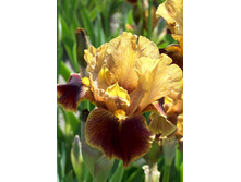 Iris germanica Hissy Fit 230,10�. 3��..jpg