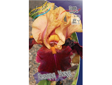 Iris germanica Howard Weed 205,3�. 3��..jpg