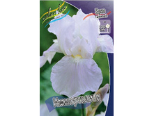 Iris germanica Immortality 205,3�. 3��..jpg