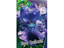 Iris germanica Inty Greyshum 205,3�. 3��..jpg