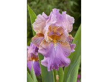 Iris germanica Laurie 205,3�. 3��..jpg
