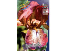 Iris germanica Kent Pride 205,3�. 3��..jpg