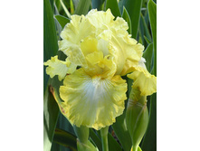 Iris germanica Lemon Pop 205,3�. 3��..jpg