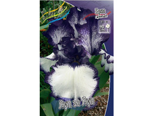 Iris germanica Loop The Loop 205,3�. 3��..jpg