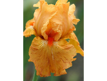 Iris germanica Marmelade Skies 205,3�. 3��..jpg