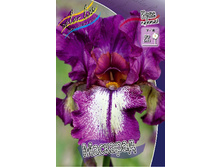 Iris germanica Masquerade 205,3�. 3��..jpg