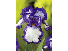Iris germanica Modern Classic 205,3�. 3��..jpg