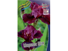 Iris germanica Morning Show 205,3�. 3��..jpg