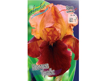 Iris germanica Natchez Trace 205,3�. 3��..jpg