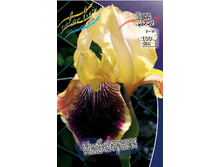 Iris germanica Nibelungen 205,3�. 3��..jpg
