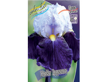 Iris germanica Night Edition 205,3�. 3��..jpg