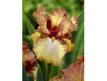 Iris germanica Patina 205,3�. 3��..jpg