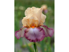 Iris germanica Peach Picotee 205,3�. 3��..jpg