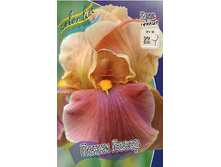 Iris germanica Penny Lover 205,3�. 3��..jpg