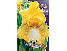 Iris germanica Radiant Apogee 205,3�. 3��..jpg