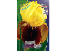 Iris germanica Rajah Brooke 205,3�. 3��..jpg