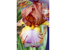 Iris germanica Punchline 205,3�. 3��..jpg