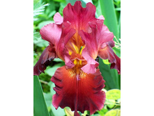 Iris germanica Samurai Warrior 205,3�. 3��..jpg
