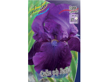 Iris germanica Sign Of Leo 205,3�. 3��..jpg