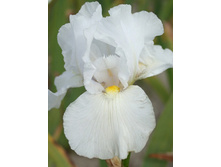 Iris germanica Silver Screen 205,3�. 3��..jpg