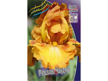Iris germanica Rustic Cedar 205,3�. 3��..jpg