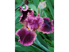 Iris germanica Spin Off 205,3�. 3��..jpg