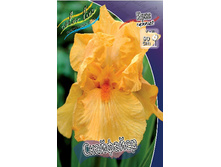 Iris germanica Skyfire 205,3�. 3��..jpg