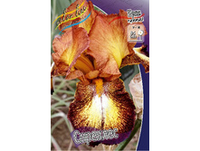 Iris germanica Spreckles 230,10�. �� 3��.jpg
