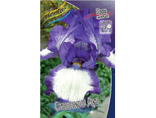 Iris germanica Stepping Out 205,3�. 3��..jpg