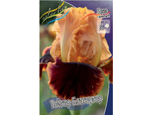 Iris germanica Tiger Butterger 205,3�. 3��..jpg
