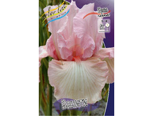 Iris germanica Vanity 205,3�. 3��..jpg