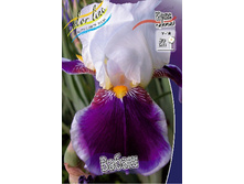 Iris germanica Wabash 205,3�. 3��..jpg
